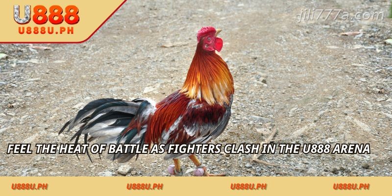 Feel the heat of battle as fighters clash in the JILI777 arena