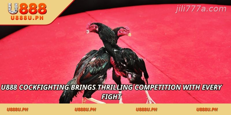 JILI777 Cockfighting brings thrilling competition with every fight