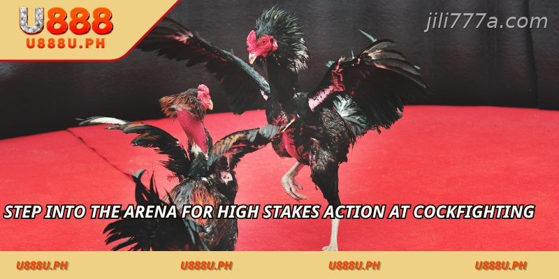 Step into the arena for high stakes action at Cockfighting